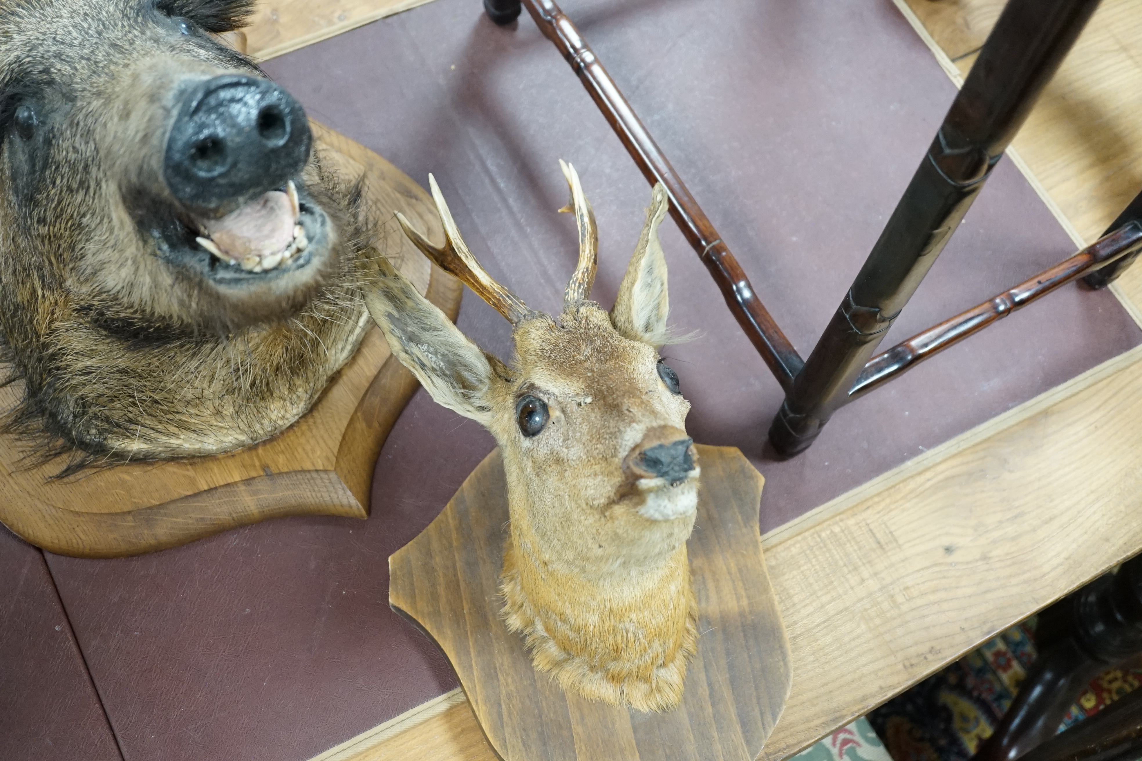 A taxidermy wild boar's head and a deer’s head (both mounted on plaques), boar’s head 50cm high